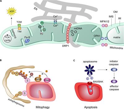 Role of Mitofusins and Mitophagy in Life or Death Decisions